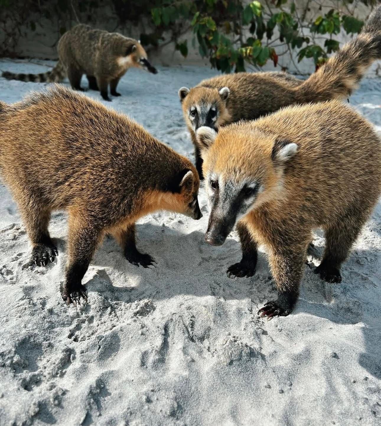 Coaties Isla Campeche